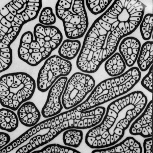 Cell Structure, O. M. Ungers